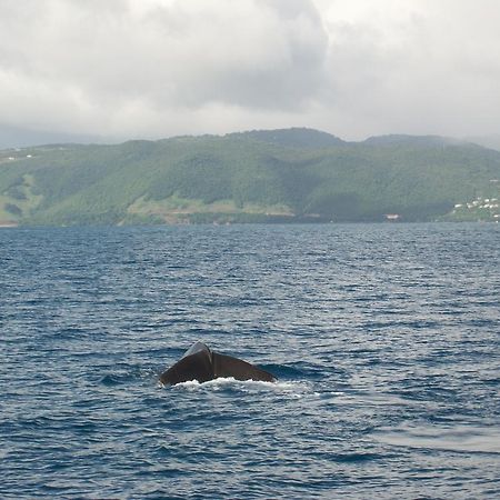 Anchorage Hotel, Whale Watch & Dive Center ロゾー エクステリア 写真