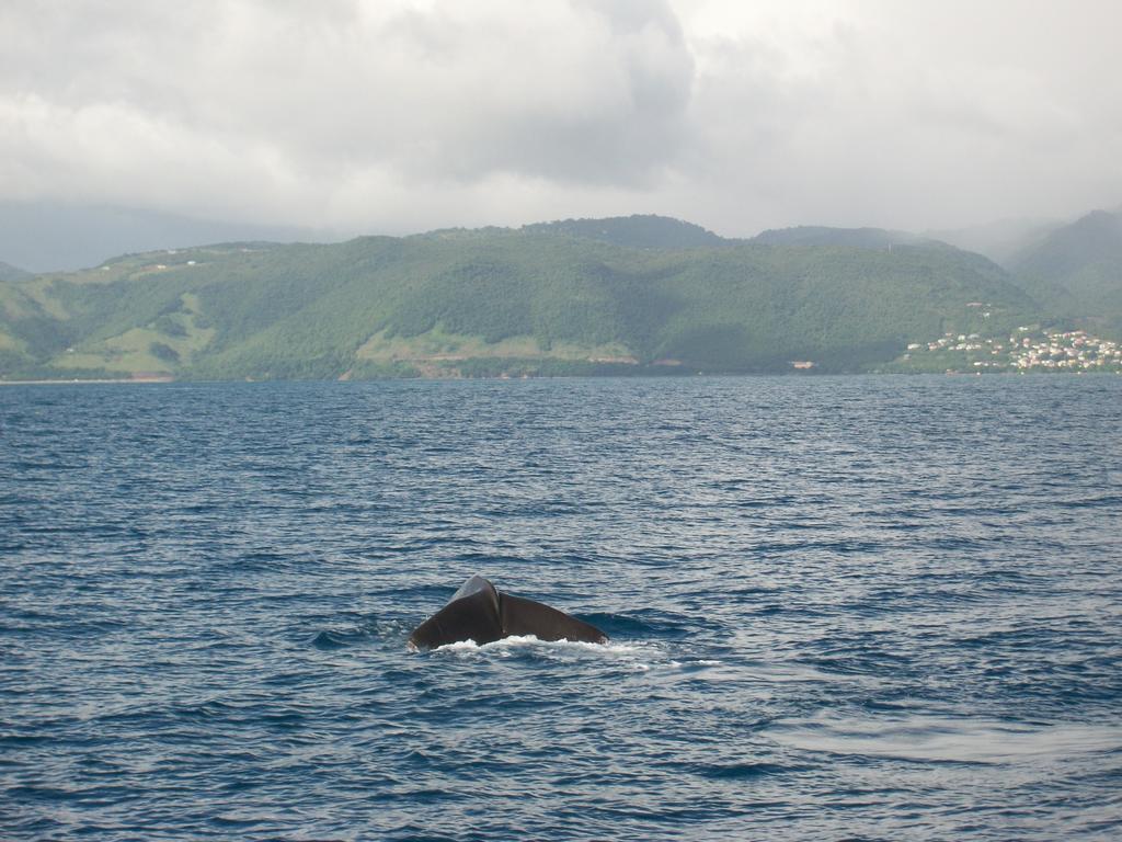Anchorage Hotel, Whale Watch & Dive Center ロゾー エクステリア 写真