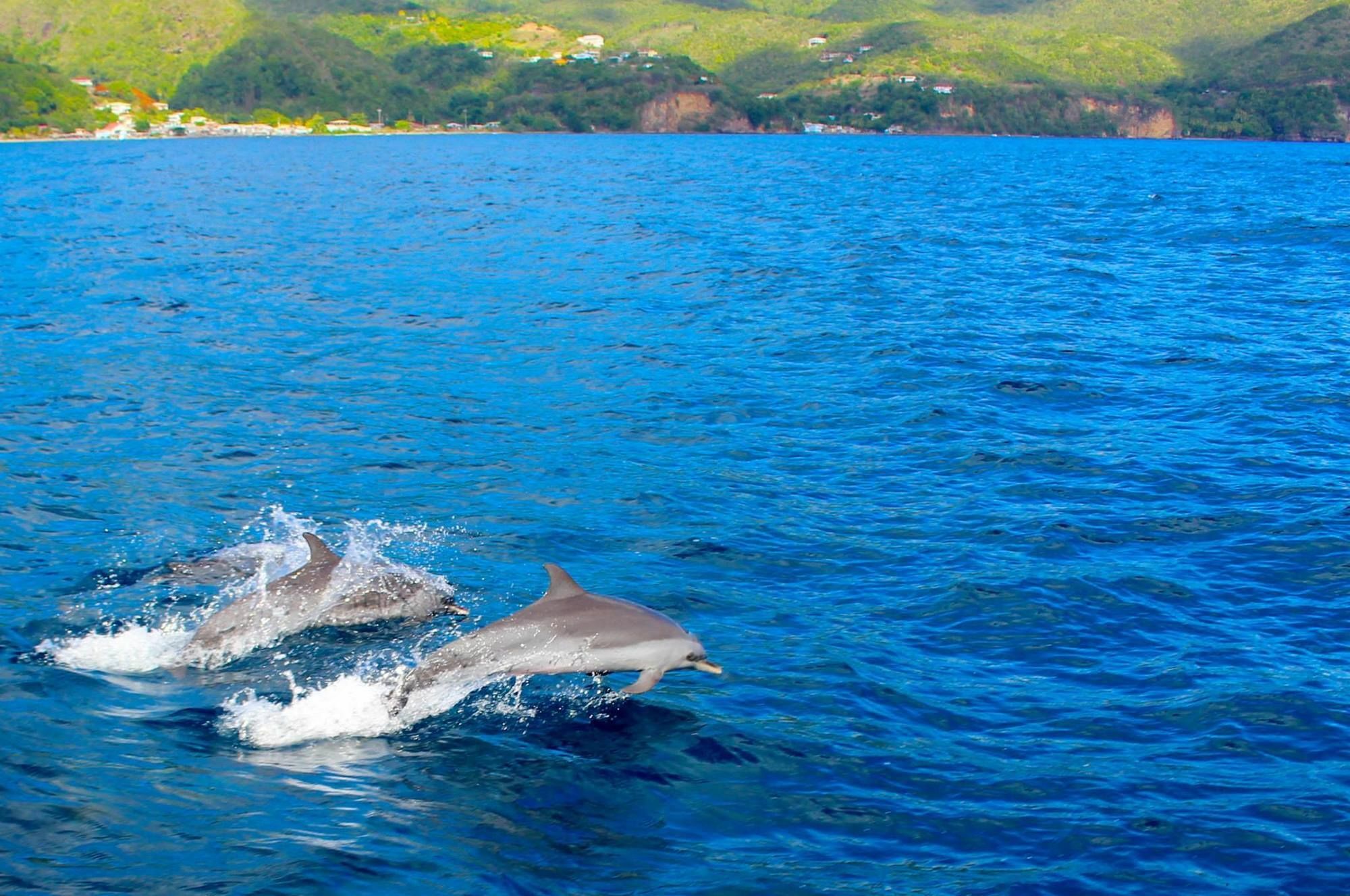 Anchorage Hotel, Whale Watch & Dive Center ロゾー エクステリア 写真